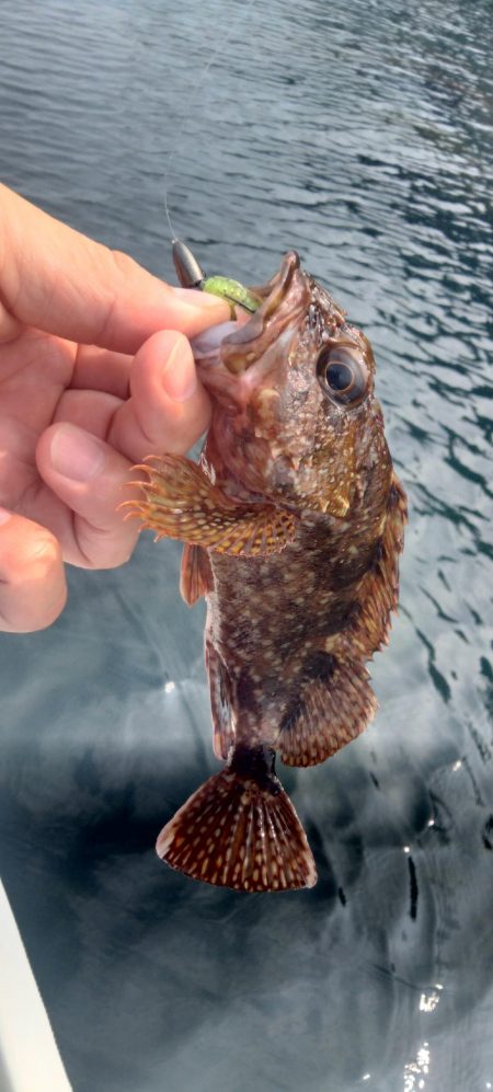 日本海春イカ終了、ロックフィッシュ開幕