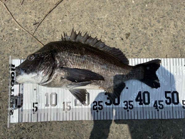 イチノ兄弟、釣果！