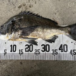 イチノ兄弟、釣果！