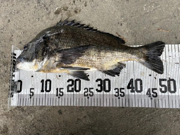 イチノ兄弟、釣果！