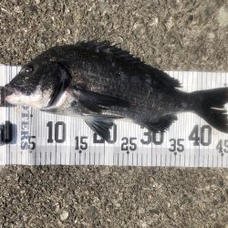 イチノ兄弟、釣果！