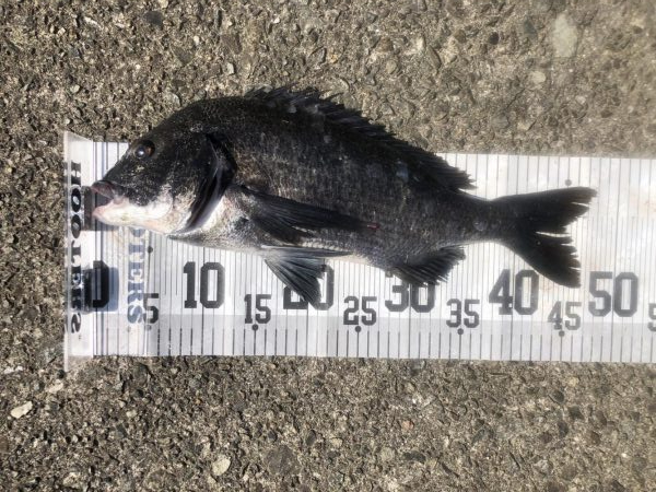 イチノ兄弟、釣果！