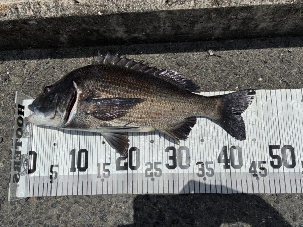 イチノ兄弟、釣果!