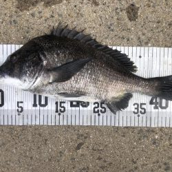 イチノ兄弟、６８匹！