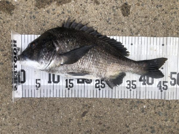 イチノ兄弟、６８匹！