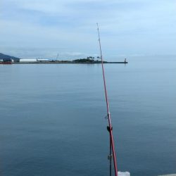 津名・志筑のキス調査