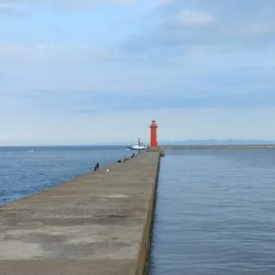 近場のキスが釣れません