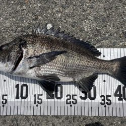 イチノ兄弟、７６匹！