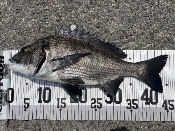 イチノ兄弟、７６匹！