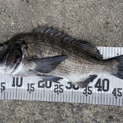 イチノ兄弟、６０匹！