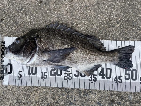 イチノ兄弟、６０匹！