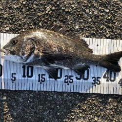 イチノ兄弟、63匹!