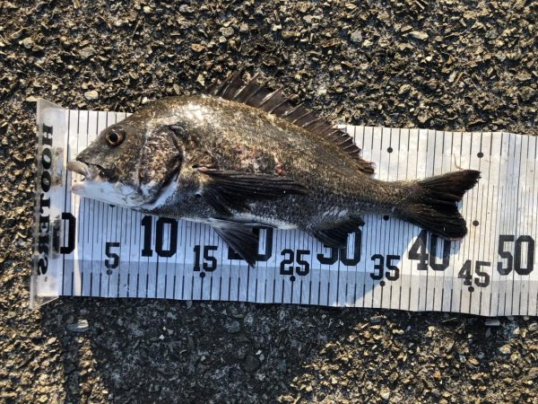 イチノ兄弟、63匹!