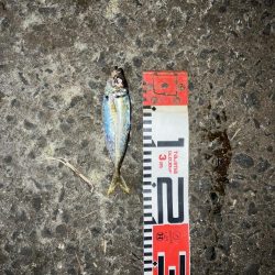 ナイトアジング