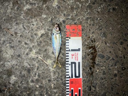 ナイトアジング