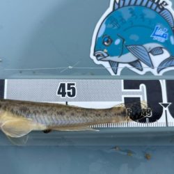 まだ小さいけどハゼがいる事を確認！キスはまだかな～