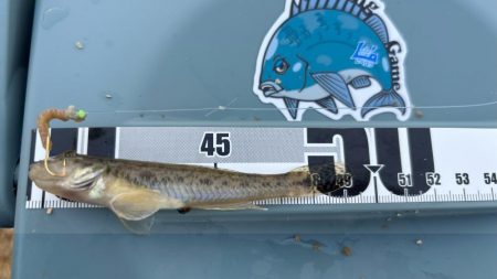 まだ小さいけどハゼがいる事を確認！キスはま…