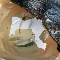 久しぶりイカサマー