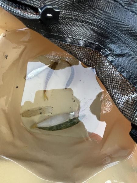 久しぶりイカサマー