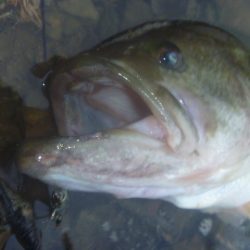 7月のナマズバス