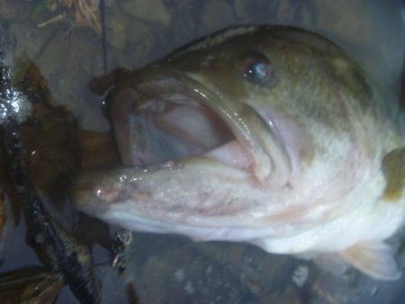 7月のナマズバス