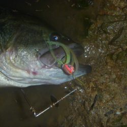 スピナベでバス