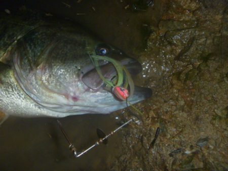 スピナベでバス