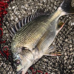 ヘチってきました