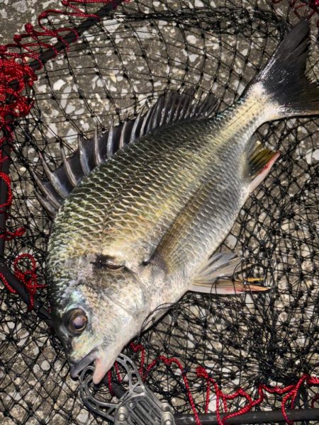 ヘチってきました