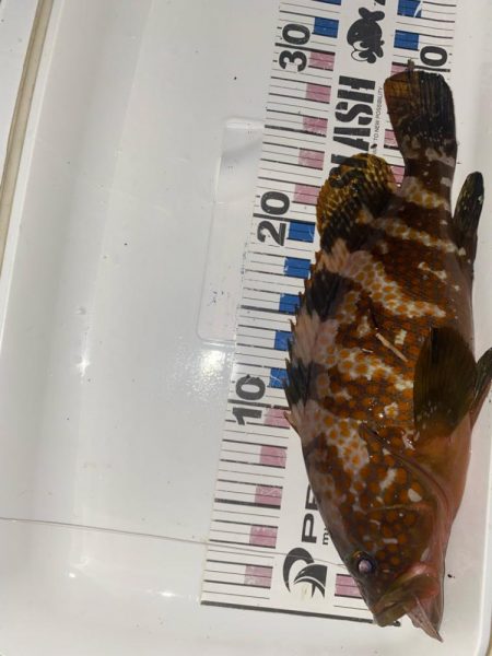 尺キジハタとタコ