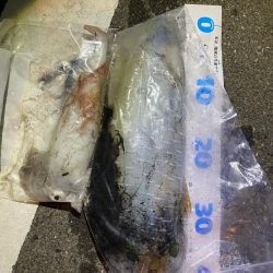 ケンサキエギング