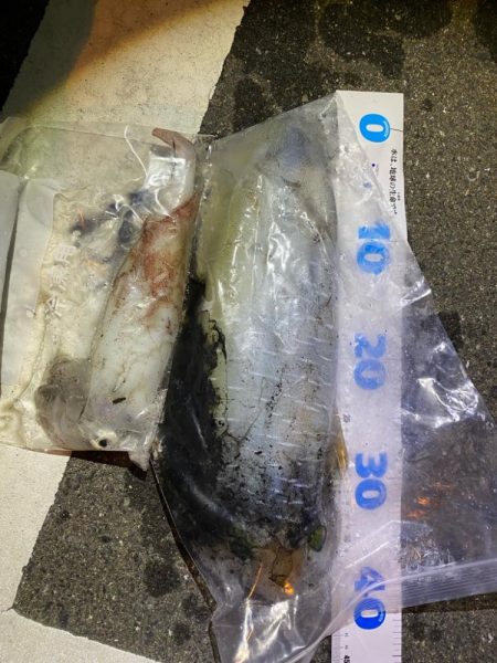 ケンサキエギング