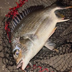 ヘチってきました