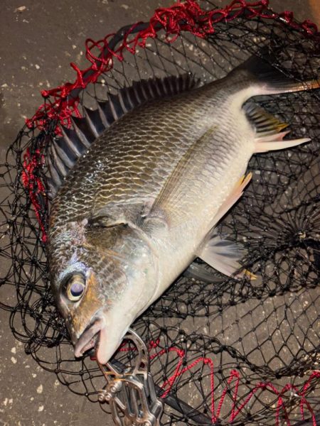 ヘチってきました