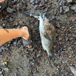 橋脚を狙ってミノーをキャスト！