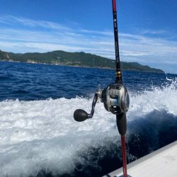 SLJで満足サイズのイサキにアコウ！