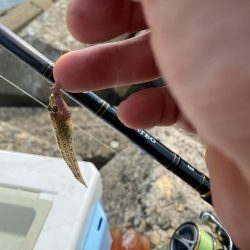 シロギスタ:油断はできないが…