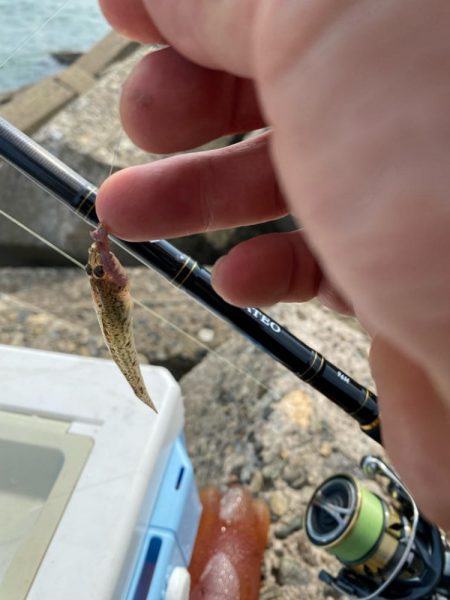 シロギスタ:油断はできないが…