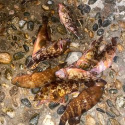 キジハタ&カサゴ　