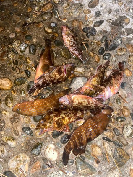 キジハタ&カサゴ　