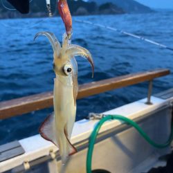 鳥取イカメタル