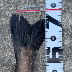 エビ撒きでスズキ釣れました