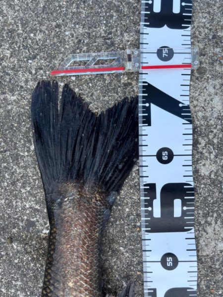 エビ撒きでスズキ釣れました