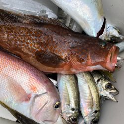 ジグしたりサビキしたり鯛ラバしたり