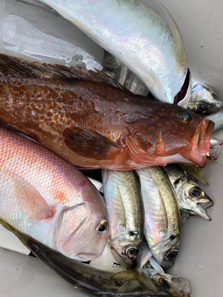 ジグしたりサビキしたり鯛ラバしたり