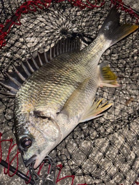 ヘチってきました