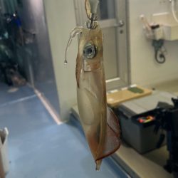 ケンサキイカ/オモリグ・イカメタル