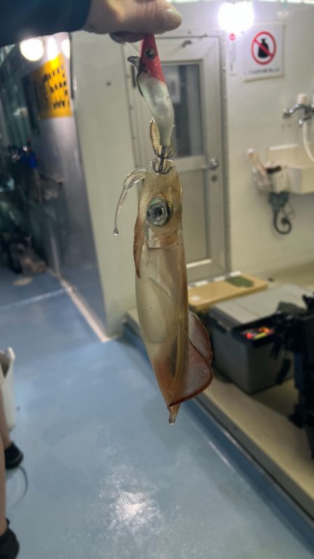 ケンサキイカ/オモリグ・イカメタル