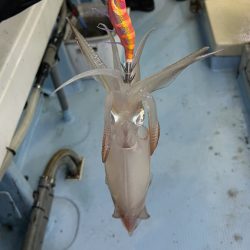 ケンサキイカ/イカメタル・オモリグ