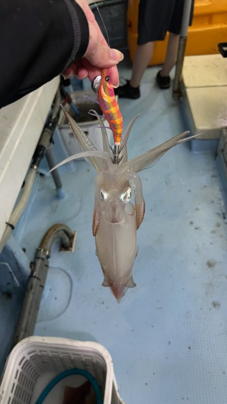 ケンサキイカ/イカメタル・オモリグ